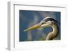 Florida, Venice, Great Blue Heron, Portrait-Bernard Friel-Framed Photographic Print