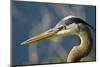 Florida, Venice, Great Blue Heron, Portrait-Bernard Friel-Mounted Photographic Print