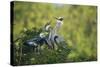 Florida, Venice, Great Blue Herons and Juveniles Feeding Time at Nest-Bernard Friel-Stretched Canvas