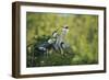 Florida, Venice, Great Blue Herons and Juveniles Feeding Time at Nest-Bernard Friel-Framed Photographic Print