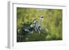 Florida, Venice, Great Blue Herons and Juveniles Feeding Time at Nest-Bernard Friel-Framed Photographic Print