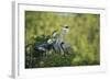 Florida, Venice, Great Blue Herons and Juveniles Feeding Time at Nest-Bernard Friel-Framed Photographic Print