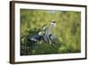 Florida, Venice, Great Blue Herons and Juveniles Feeding Time at Nest-Bernard Friel-Framed Photographic Print