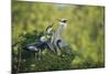 Florida, Venice, Great Blue Herons and Juveniles Feeding Time at Nest-Bernard Friel-Mounted Photographic Print