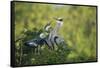 Florida, Venice, Great Blue Herons and Juveniles Feeding Time at Nest-Bernard Friel-Framed Stretched Canvas