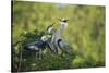 Florida, Venice, Great Blue Herons and Juveniles Feeding Time at Nest-Bernard Friel-Stretched Canvas