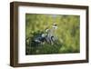 Florida, Venice, Great Blue Herons and Juveniles Feeding Time at Nest-Bernard Friel-Framed Photographic Print