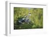 Florida, Venice, Great Blue Herons and Juveniles Feeding Time at Nest-Bernard Friel-Framed Photographic Print