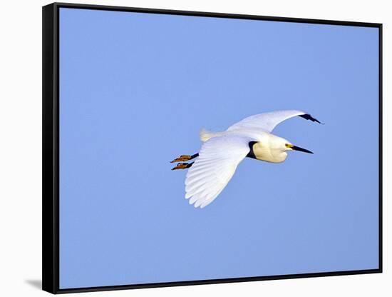 Florida, Venice, Snowy Egret Flying-Bernard Friel-Framed Stretched Canvas