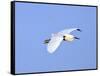 Florida, Venice, Snowy Egret Flying-Bernard Friel-Framed Stretched Canvas