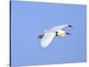 Florida, Venice, Snowy Egret Flying-Bernard Friel-Stretched Canvas