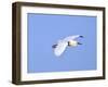 Florida, Venice, Snowy Egret Flying-Bernard Friel-Framed Premium Photographic Print