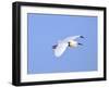 Florida, Venice, Snowy Egret Flying-Bernard Friel-Framed Premium Photographic Print