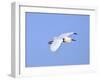 Florida, Venice, Snowy Egret Flying-Bernard Friel-Framed Premium Photographic Print