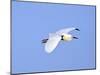 Florida, Venice, Snowy Egret Flying-Bernard Friel-Mounted Premium Photographic Print