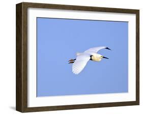 Florida, Venice, Snowy Egret Flying-Bernard Friel-Framed Photographic Print