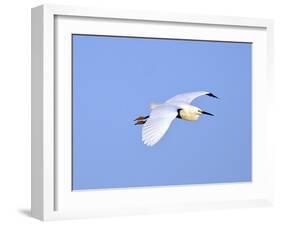 Florida, Venice, Snowy Egret Flying-Bernard Friel-Framed Photographic Print