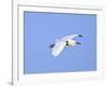 Florida, Venice, Snowy Egret Flying-Bernard Friel-Framed Photographic Print