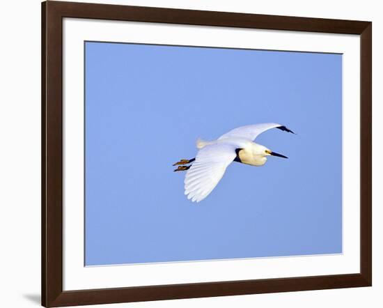 Florida, Venice, Snowy Egret Flying-Bernard Friel-Framed Photographic Print