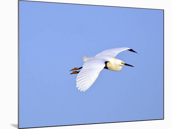 Florida, Venice, Snowy Egret Flying-Bernard Friel-Mounted Photographic Print