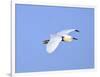 Florida, Venice, Snowy Egret Flying-Bernard Friel-Framed Photographic Print