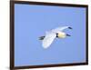 Florida, Venice, Snowy Egret Flying-Bernard Friel-Framed Photographic Print