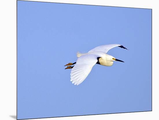 Florida, Venice, Snowy Egret Flying-Bernard Friel-Mounted Photographic Print