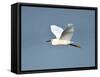 Florida, Venice, Snowy Egret Flying-Bernard Friel-Framed Stretched Canvas