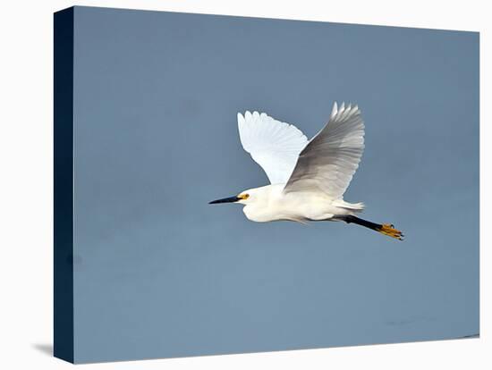 Florida, Venice, Snowy Egret Flying-Bernard Friel-Stretched Canvas