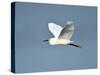 Florida, Venice, Snowy Egret Flying-Bernard Friel-Stretched Canvas