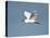 Florida, Venice, Snowy Egret Flying-Bernard Friel-Stretched Canvas