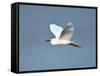 Florida, Venice, Snowy Egret Flying-Bernard Friel-Framed Stretched Canvas