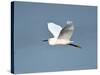 Florida, Venice, Snowy Egret Flying-Bernard Friel-Stretched Canvas