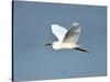 Florida, Venice, Snowy Egret Flying-Bernard Friel-Stretched Canvas