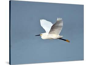 Florida, Venice, Snowy Egret Flying-Bernard Friel-Stretched Canvas