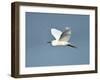 Florida, Venice, Snowy Egret Flying-Bernard Friel-Framed Photographic Print