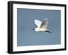 Florida, Venice, Snowy Egret Flying-Bernard Friel-Framed Photographic Print