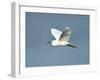 Florida, Venice, Snowy Egret Flying-Bernard Friel-Framed Photographic Print