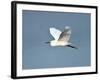 Florida, Venice, Snowy Egret Flying-Bernard Friel-Framed Photographic Print