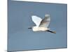 Florida, Venice, Snowy Egret Flying-Bernard Friel-Mounted Photographic Print