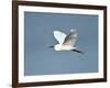 Florida, Venice, Snowy Egret Flying-Bernard Friel-Framed Photographic Print