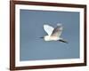 Florida, Venice, Snowy Egret Flying-Bernard Friel-Framed Photographic Print