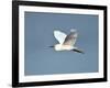 Florida, Venice, Snowy Egret Flying-Bernard Friel-Framed Photographic Print