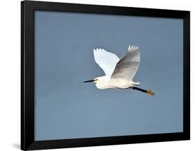 Florida, Venice, Snowy Egret Flying-Bernard Friel-Framed Photographic Print