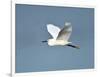 Florida, Venice, Snowy Egret Flying-Bernard Friel-Framed Photographic Print