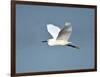 Florida, Venice, Snowy Egret Flying-Bernard Friel-Framed Photographic Print