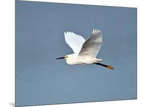 Florida, Venice, Snowy Egret Flying-Bernard Friel-Mounted Photographic Print