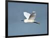 Florida, Venice, Snowy Egret Flying-Bernard Friel-Framed Photographic Print