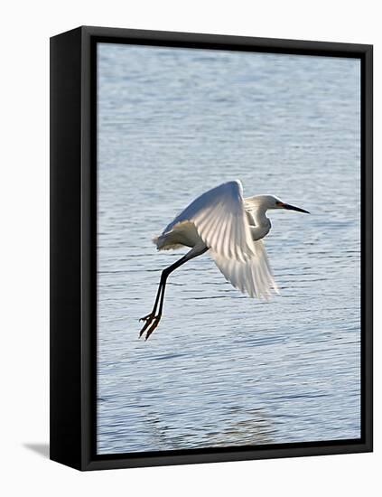 Florida, Venice, Snowy Egret Flying-Bernard Friel-Framed Stretched Canvas