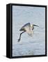 Florida, Venice, Snowy Egret Flying-Bernard Friel-Framed Stretched Canvas